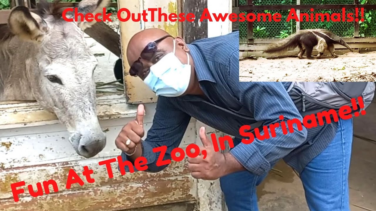 Fun At The Zoo, In Suriname!  Check Out These Awesome Animals!!