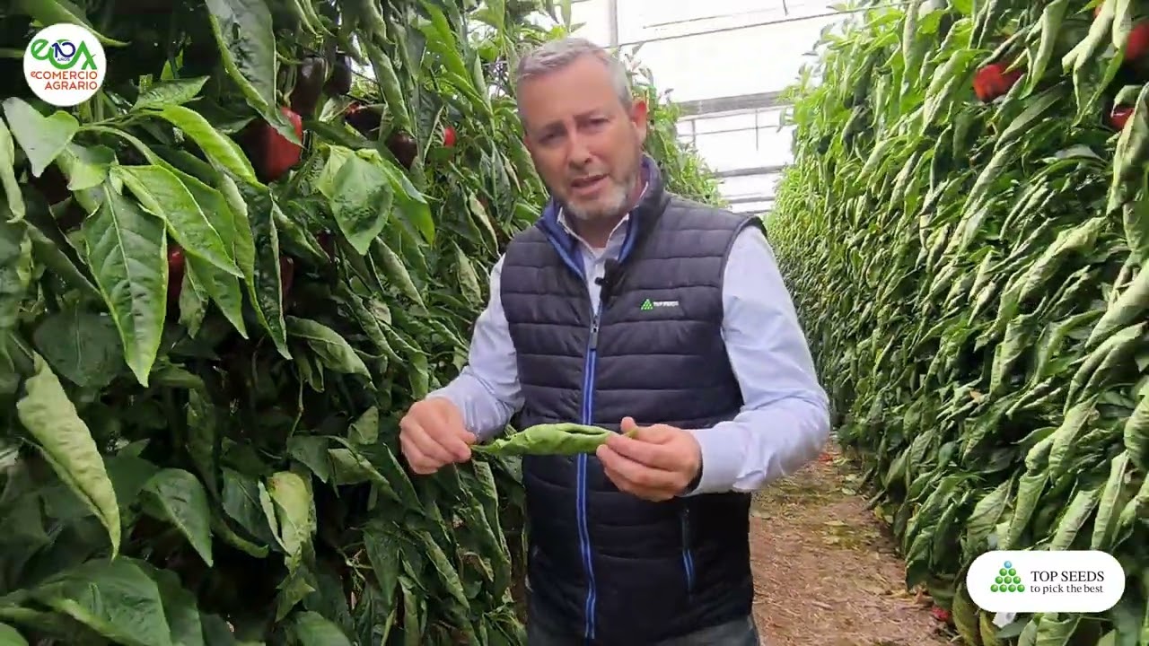 Variedad de pimiento ARKANE TOP SEEDS