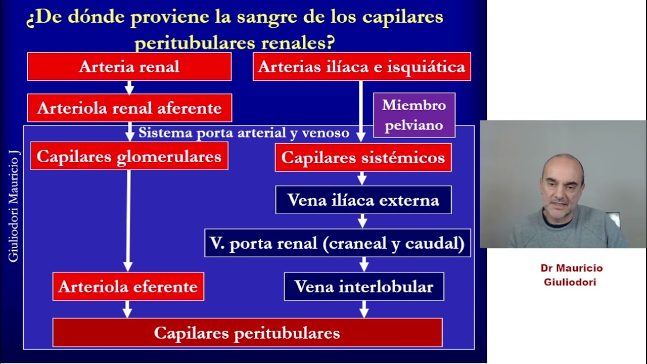 Cómo es la fisiología renal de las aves comparada con la de los humanos y otros mamíferos