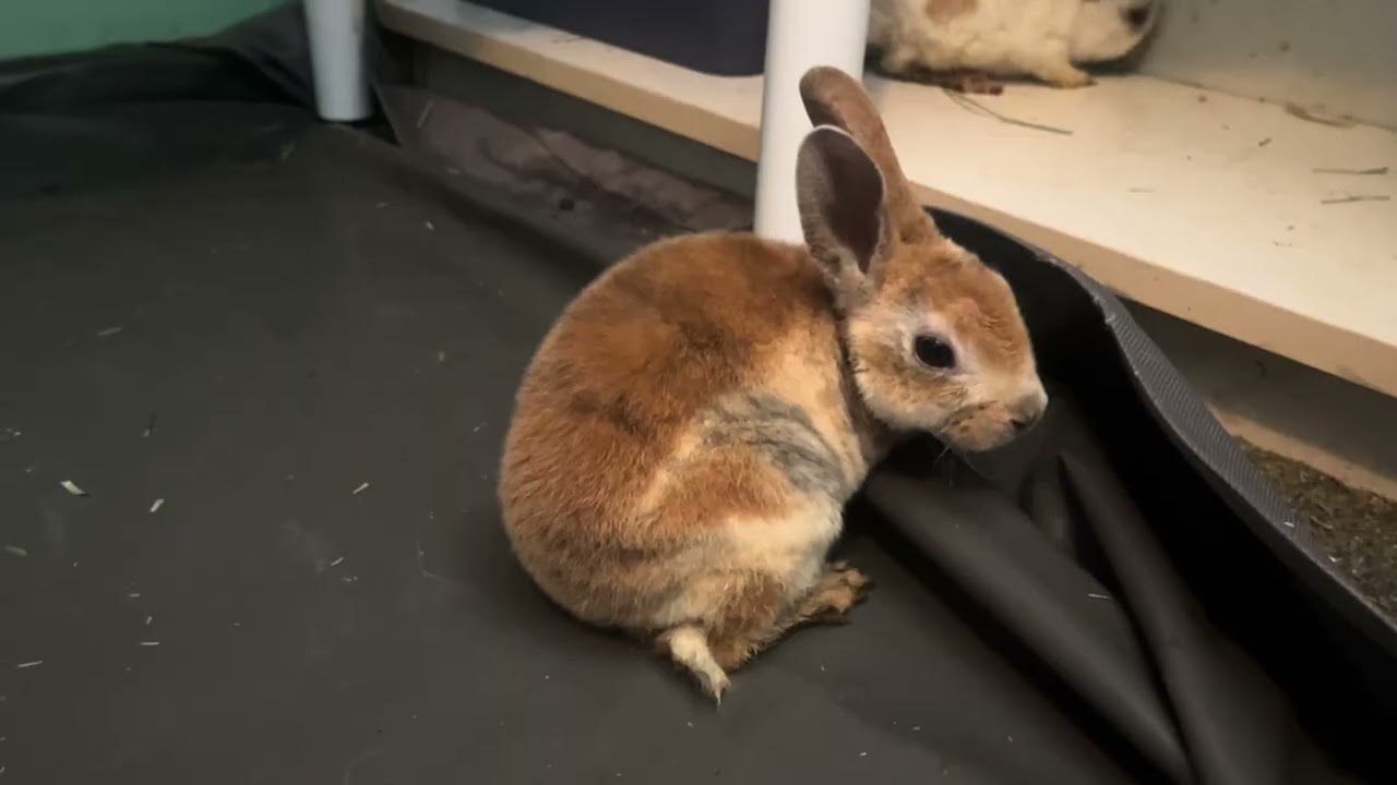 Rabbits and books
