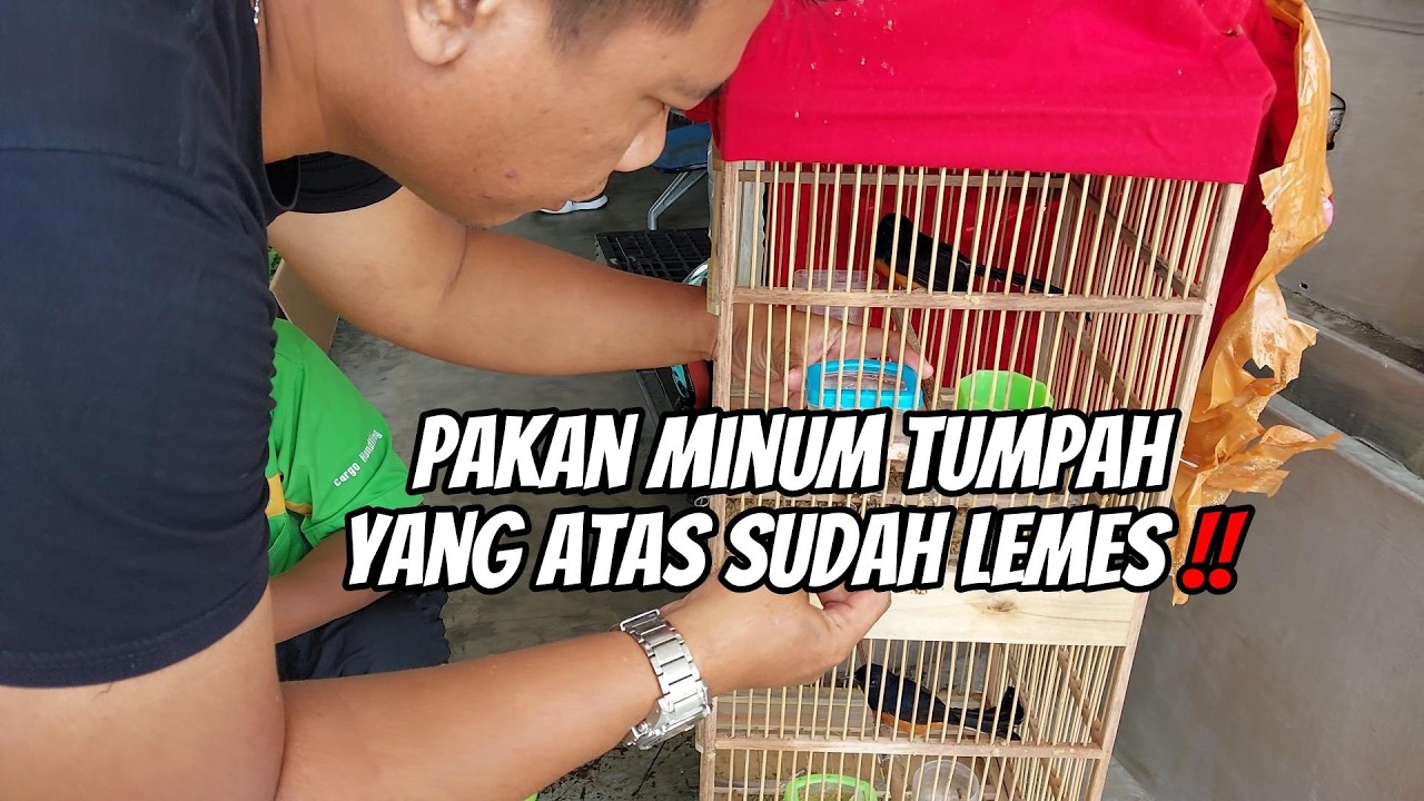 JEMPUT BURUNG DARI SUMATRA SELATAN !! DUA AMUNISI BOS DEDI PALEMBANG