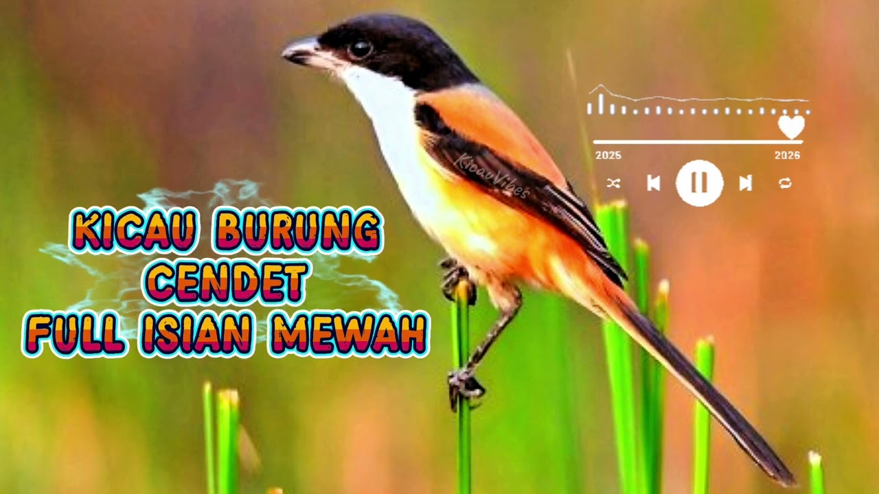 KICAU BURUNG CENDET FULL ISIAN MEWAH💥 COCOK UNTUK PIKAT & MASTERAN BURUNG#birds#kicaumania#trending 