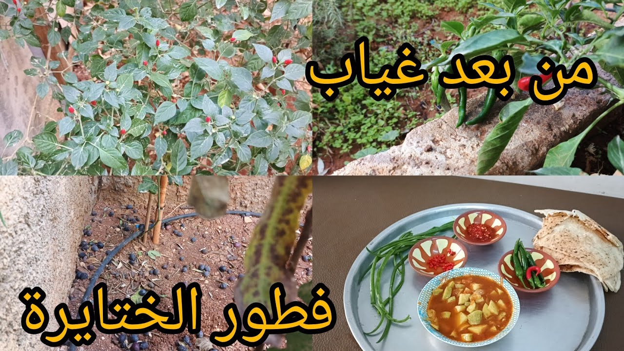 لقطنا خضرة من الحاكورة 🎉سبب غيابي عنكم 🌹فطور الختايرة 