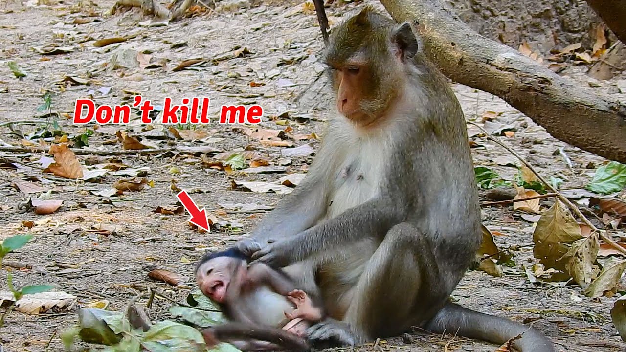 Cruel mom Anna attack baby monkey Anissa nearly die