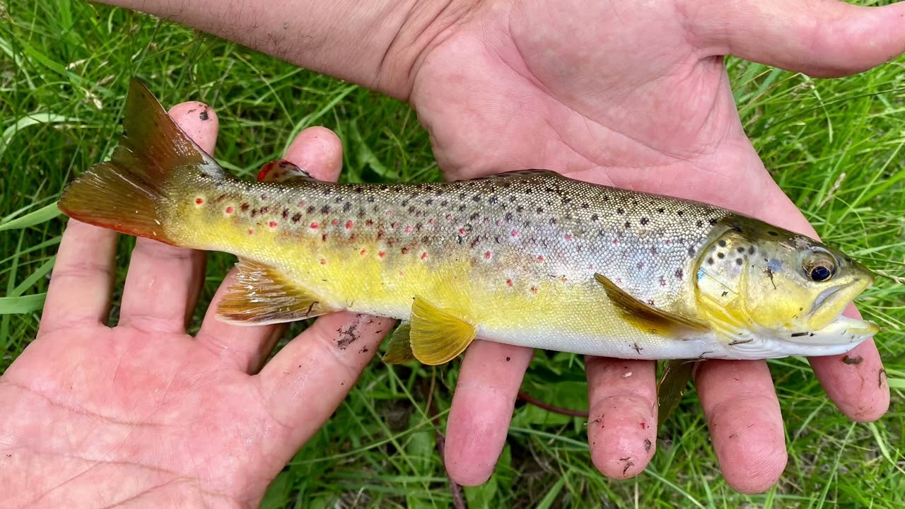 Fly Fishing Valles Caldera NM