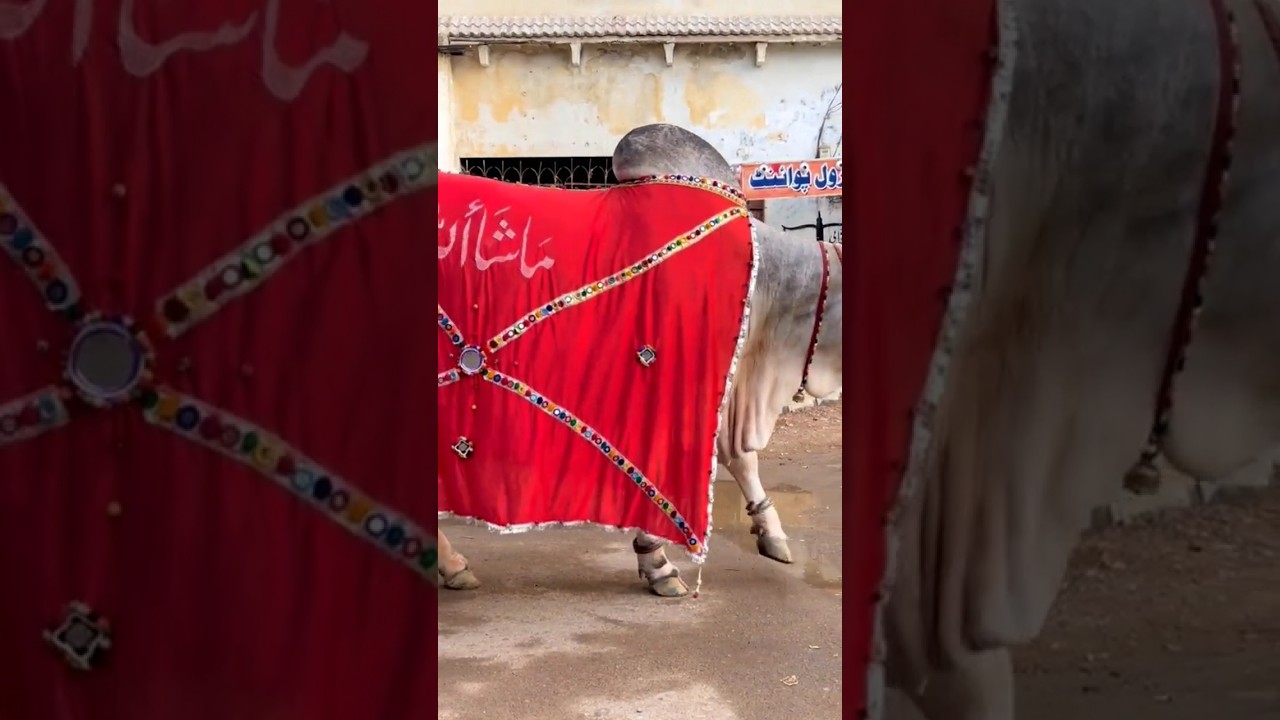 mola karle qabool qurbani Karen ge Dil se karen ge #shorts#viralvideo