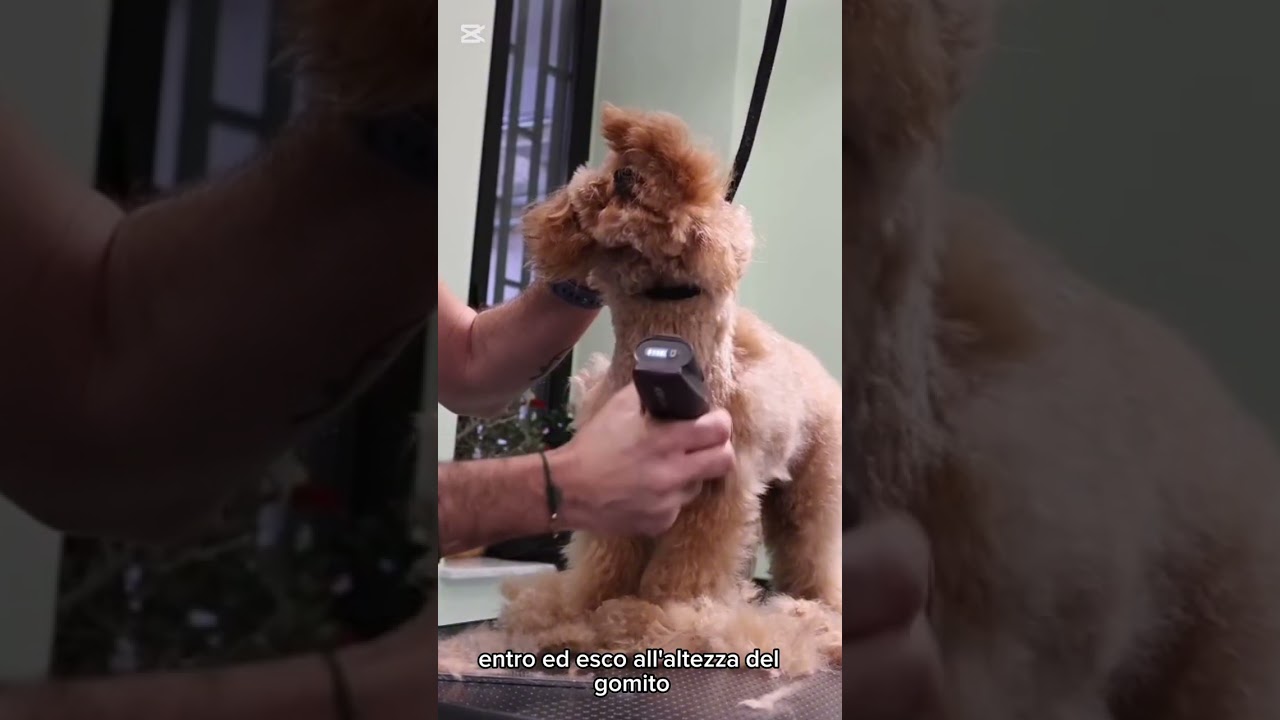 Taglio commerciale ad un Barboncino 🐩 detta Pecorella, gambe gonfie 2025