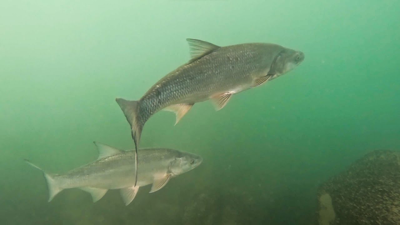 Zajlik az élet a Balatonnál