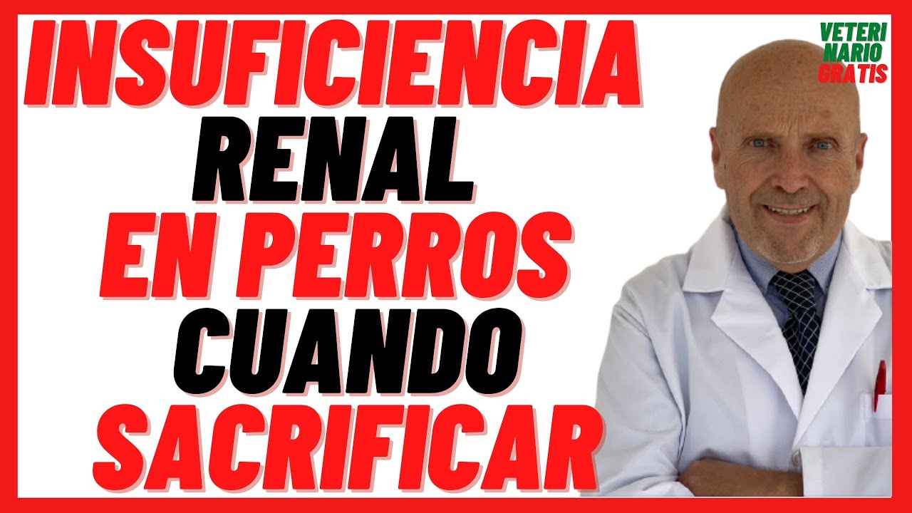 🔴  Insuficiencia o Falla renal en Perros 🔴 Síntomas, Tratamiento con Benazepril, Cuando Sacrificar