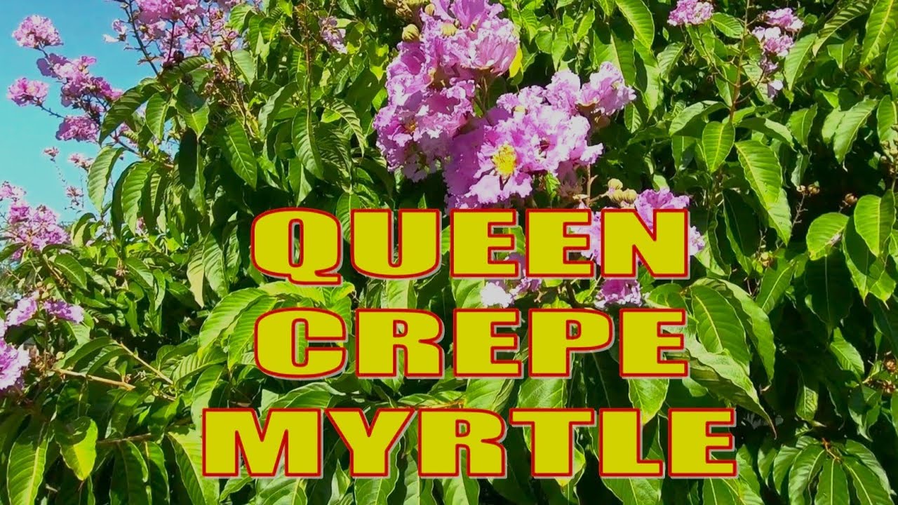 QUEEN CREPE MYRTLES | A SPECTACULAR TREE FOR FLORIDA