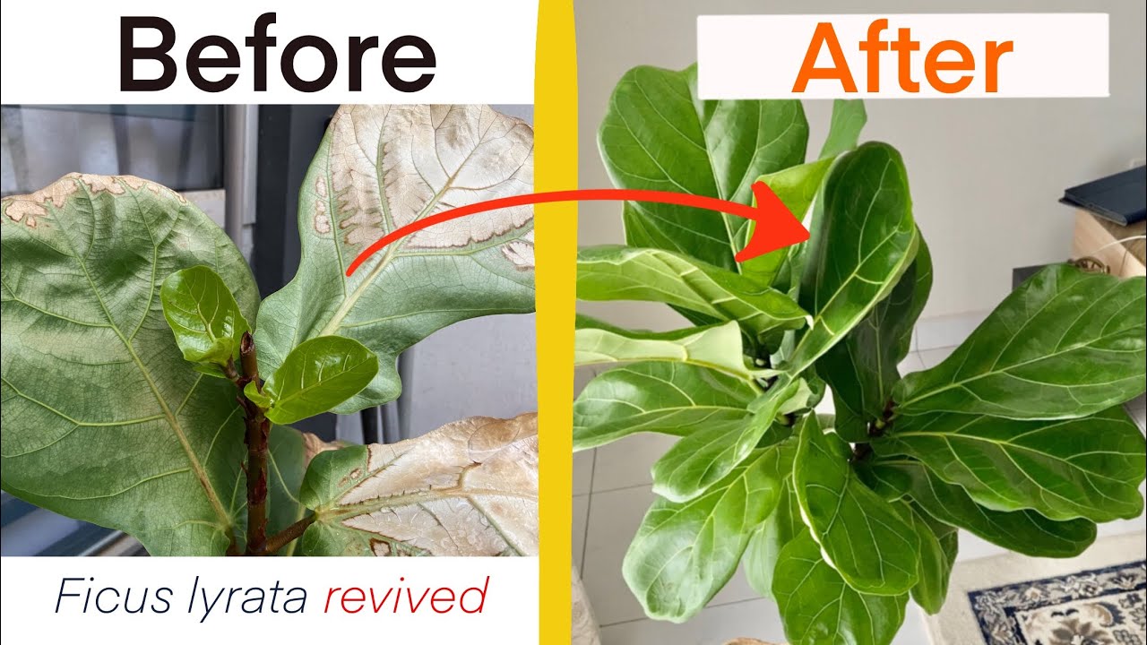 GARDENING | Save your ficus lyrata (fiddle leaf fig) and stimulate branching