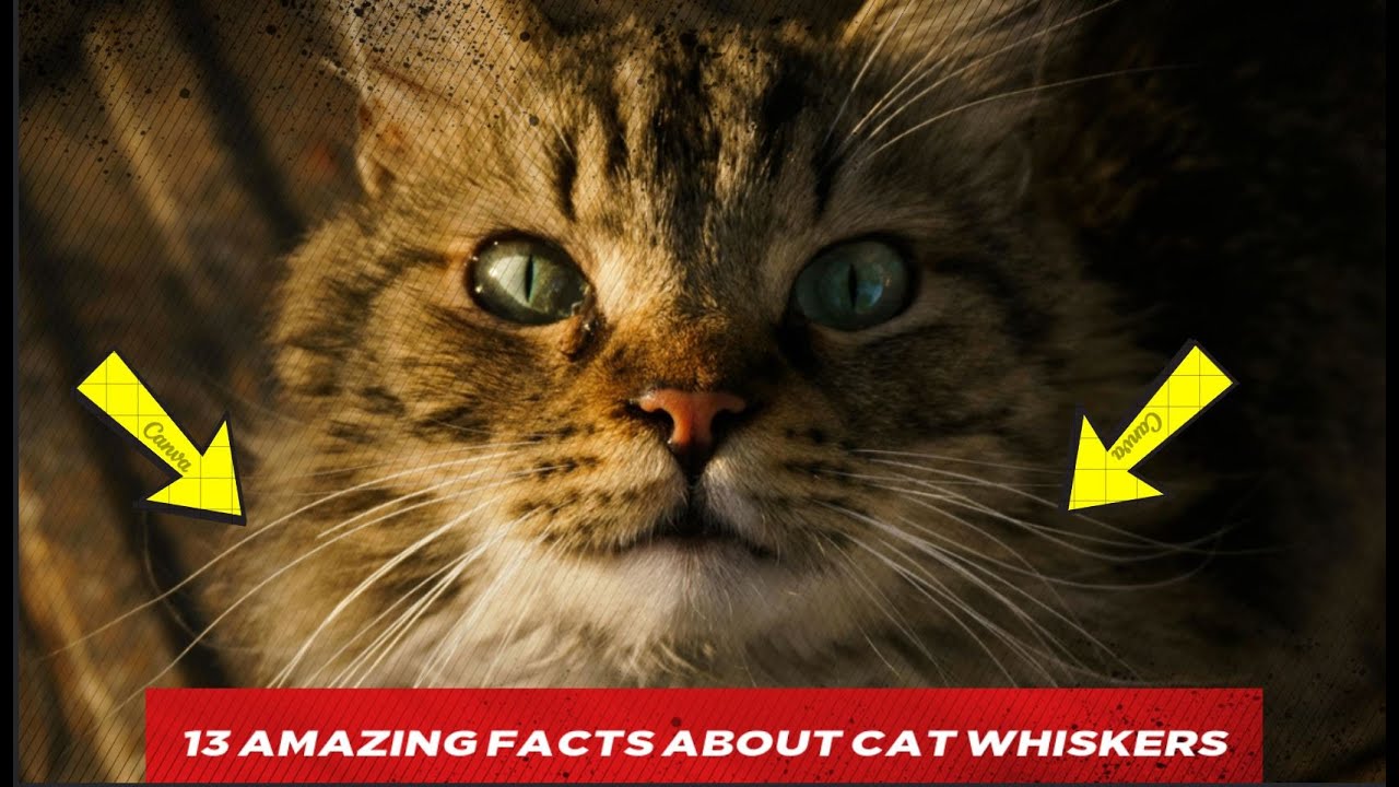 13 Amazing Facts About Cat Whiskers