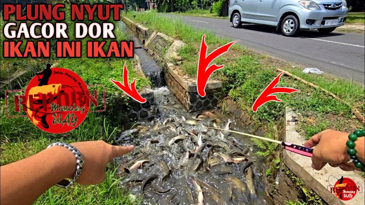 ASTAGA...!!! Dikira Sampah Selokan Tepi Jalan Ternyata Rombongan Ikan Auto Kita Panen Ikan Edan