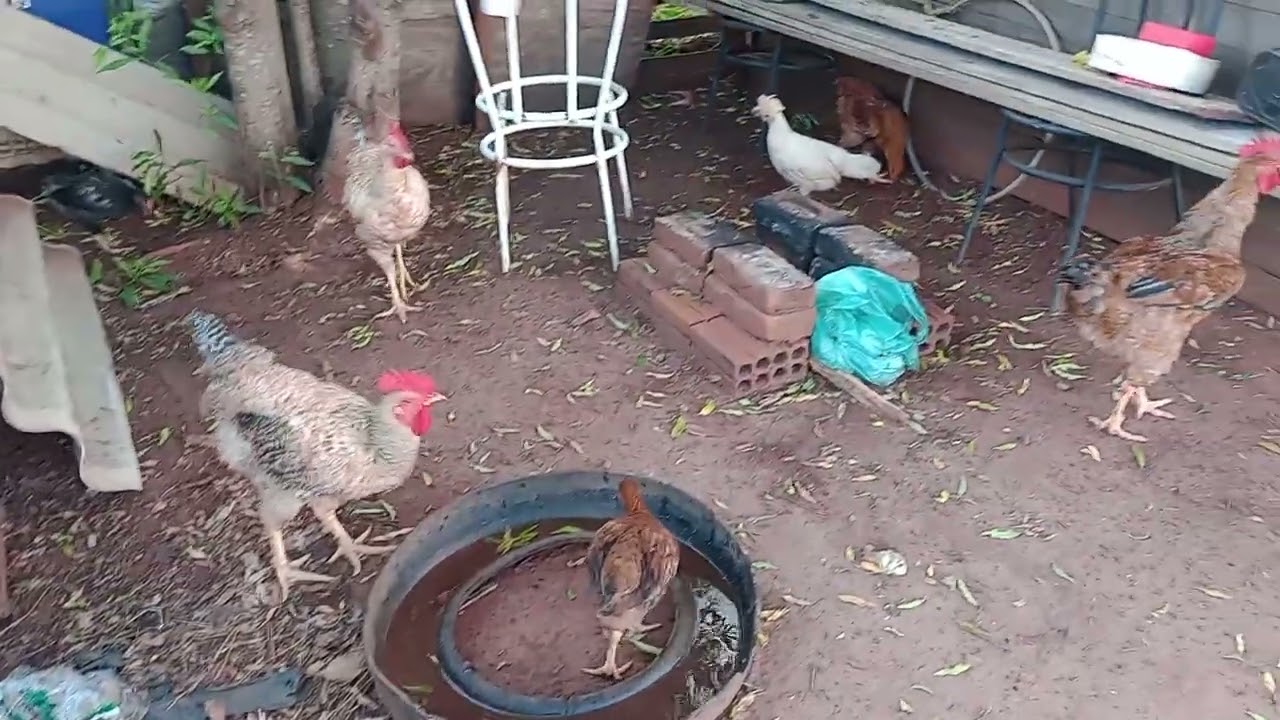 Bora pra ro&ccedil;a 