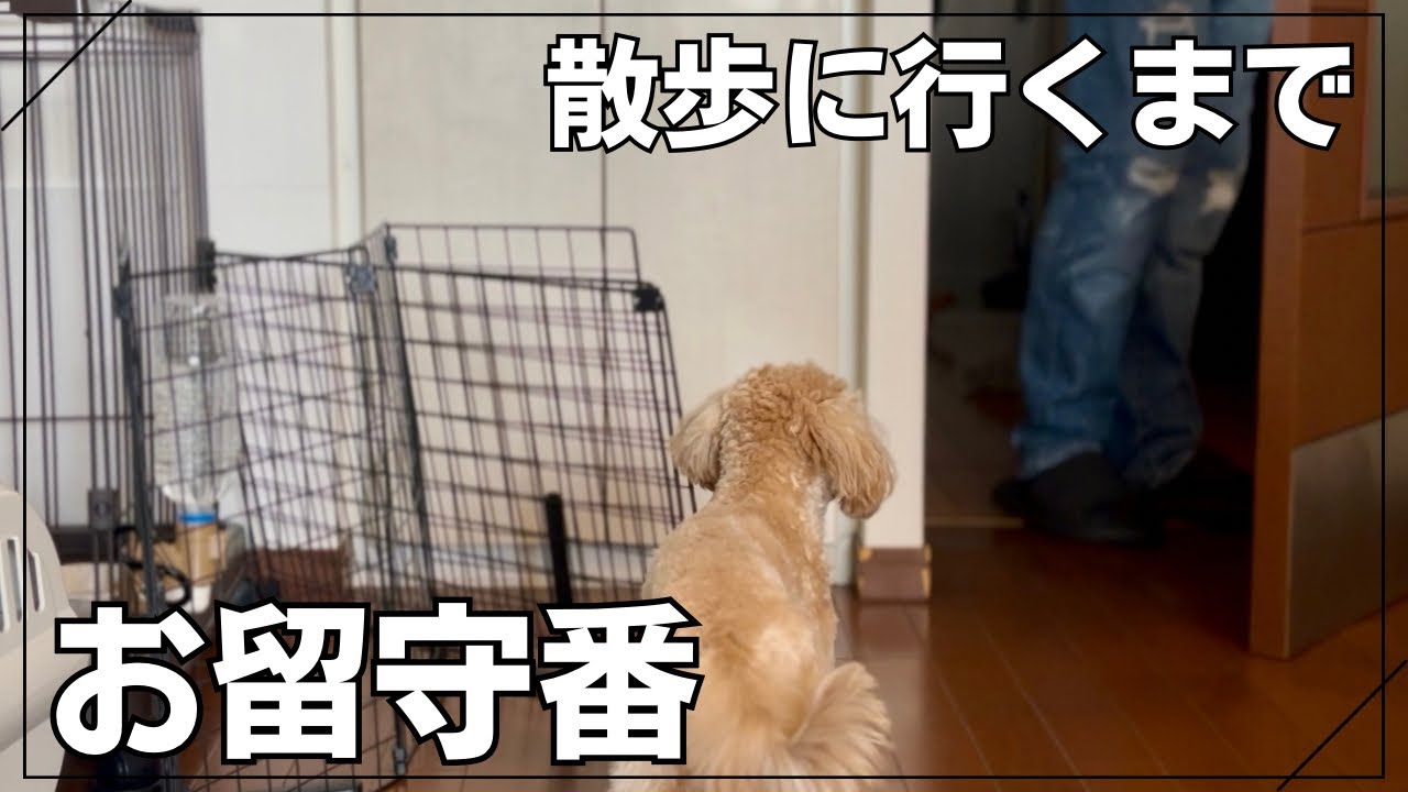 【散歩】【留守番】午前はお留守番、午後は公園でかけっこの1日のチワプーのきなこが可愛かった！