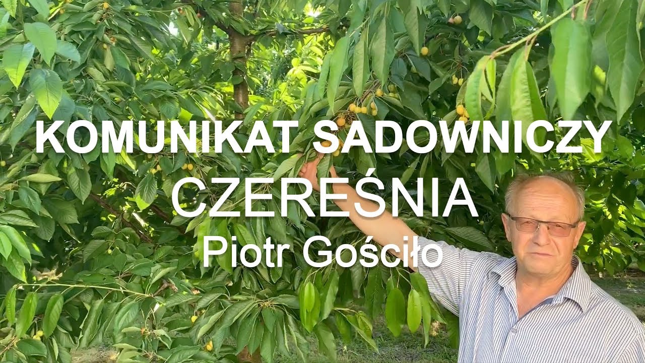 Komunikat sadowniczy #16 Czereśnia - Piotr Gościło 19.06.2019