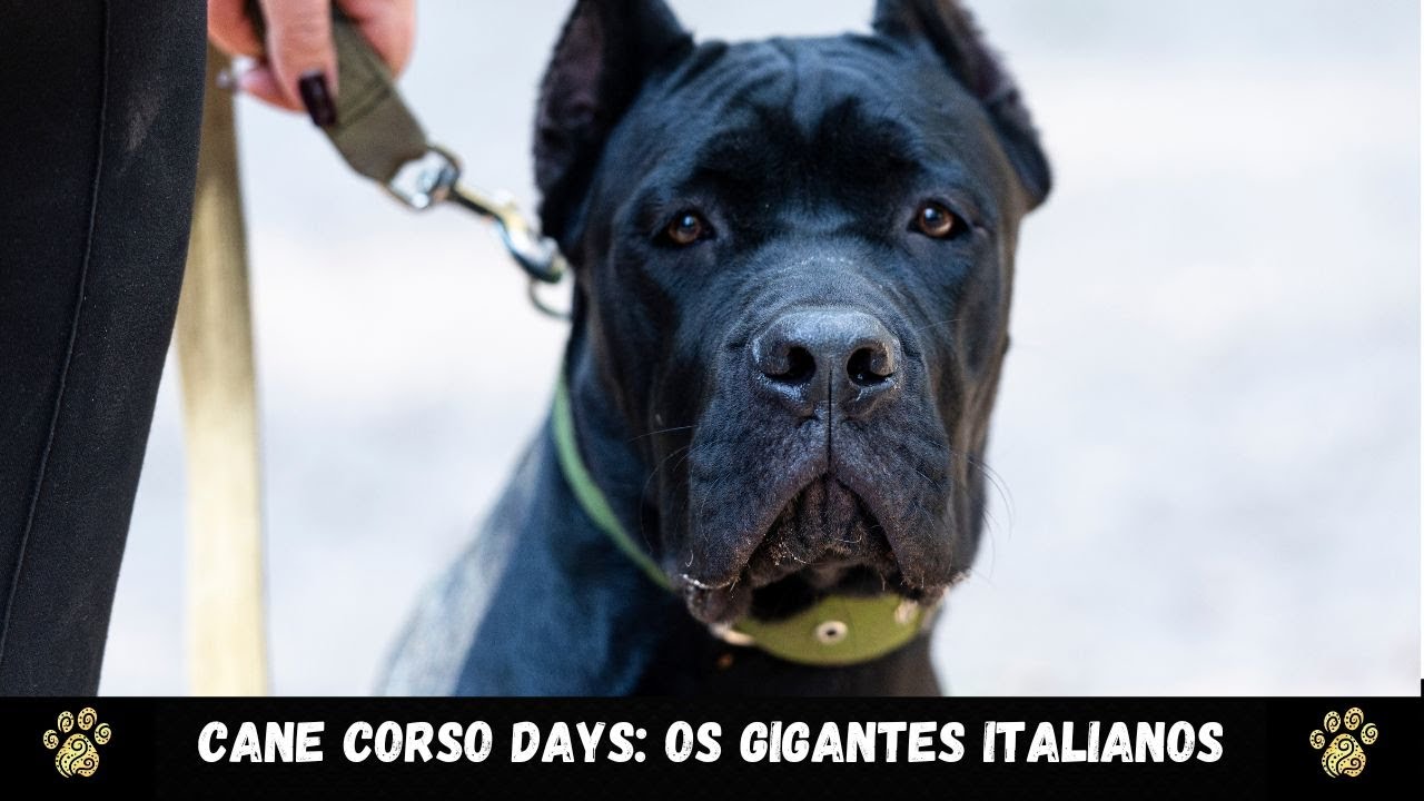 Cane Corso Days: Os Gigantes Italianos