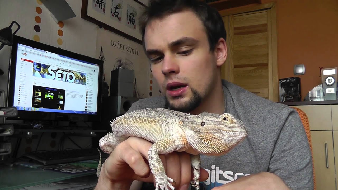 Agama Brodata - mój mały smok (Vlog - Seto Story #32)