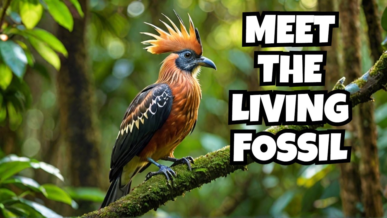 Discover The Hoatzin Bird, A REAL LIFE Living Fossil