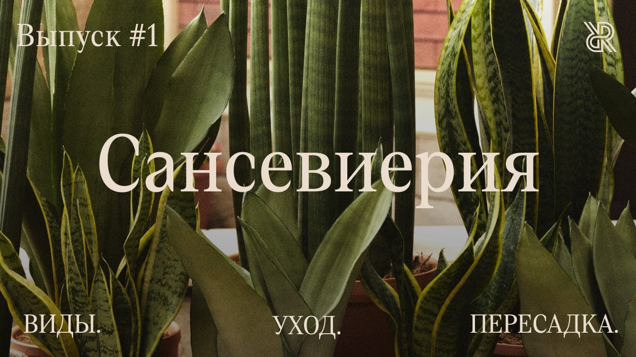 Пусти домой корни #1. Сансевиерия. Виды, уход и мифы о растении