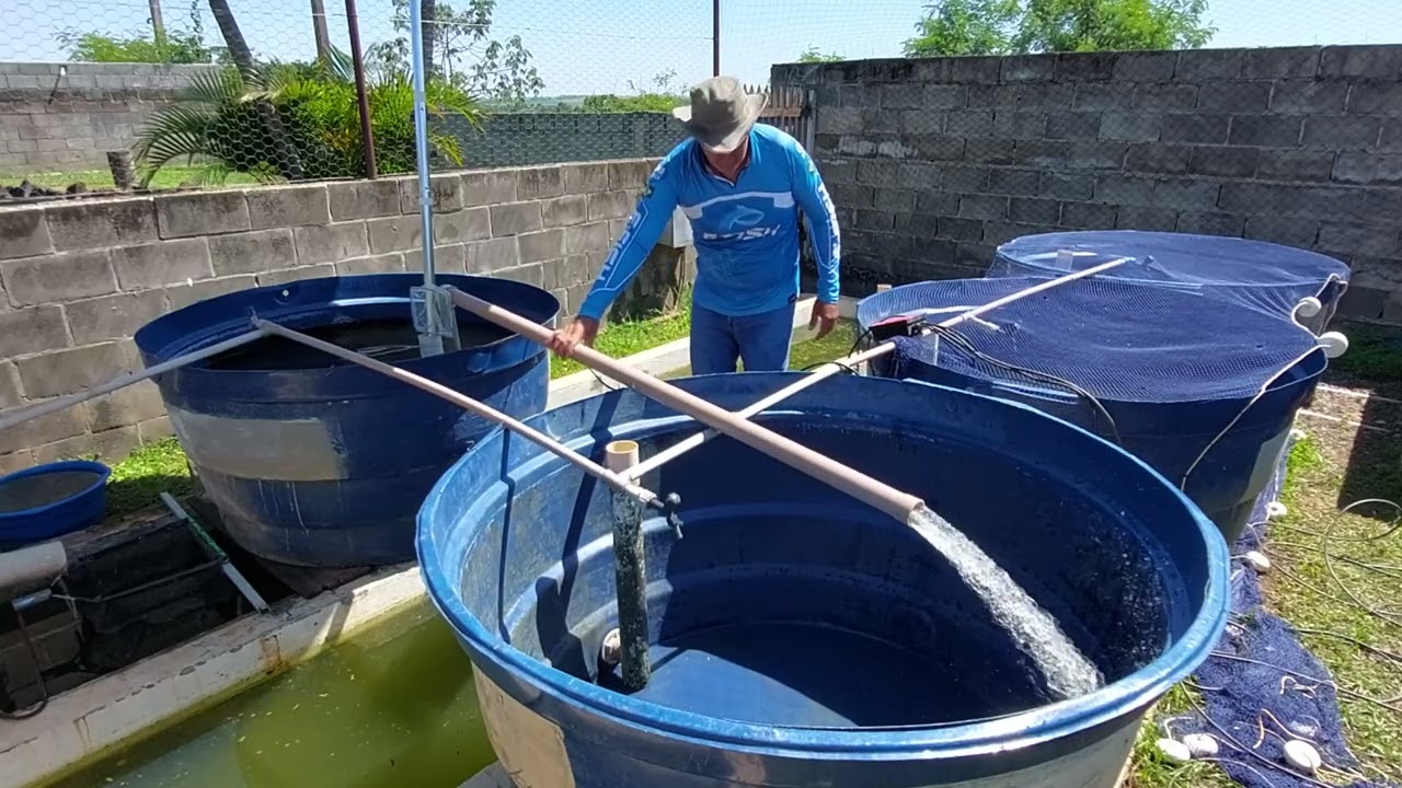 CRIAR PEIXES, INDEPENDÊNCIA FINANCEIRA COM GUPPY RED canal saalada