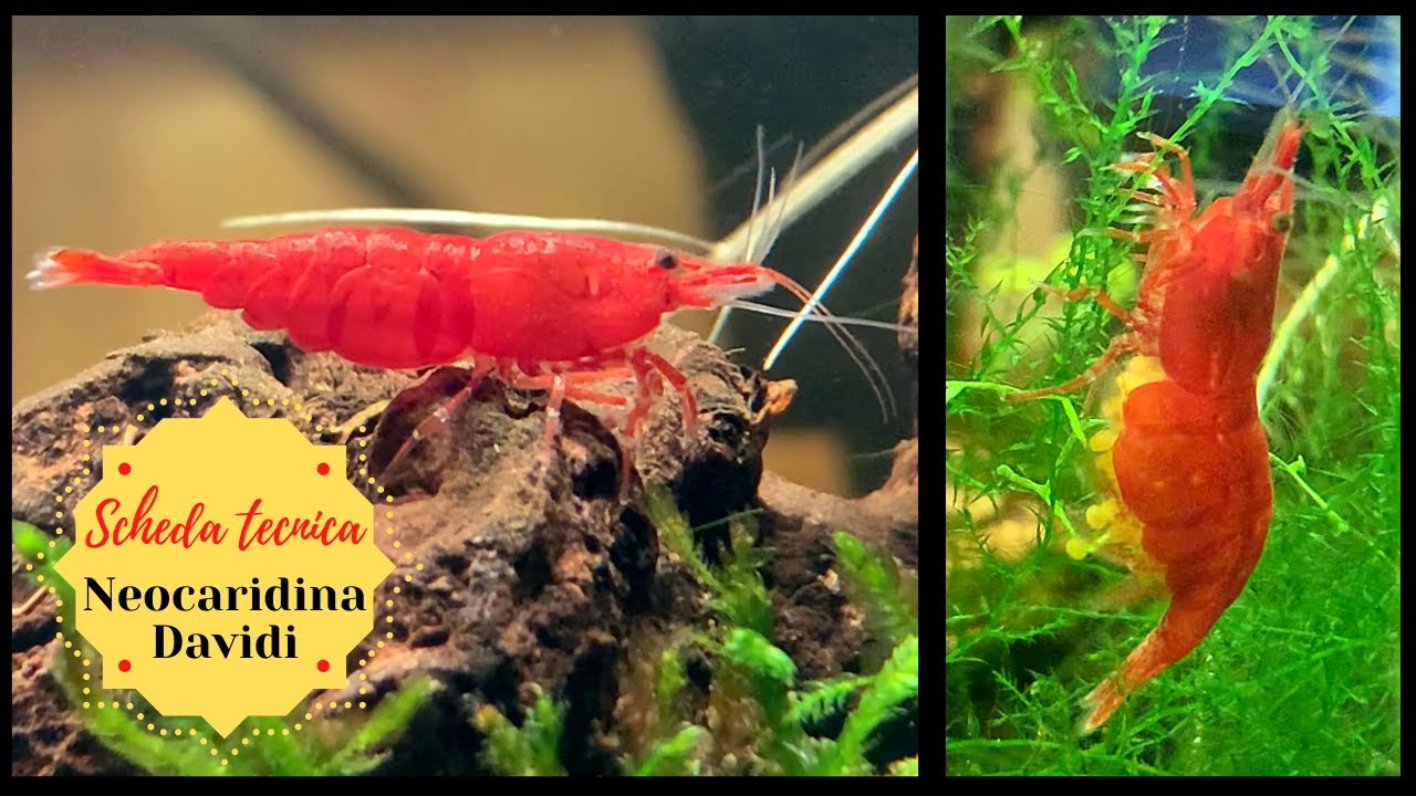 NEOCARIDINA DAVIDI  🦐 Scheda tecnica