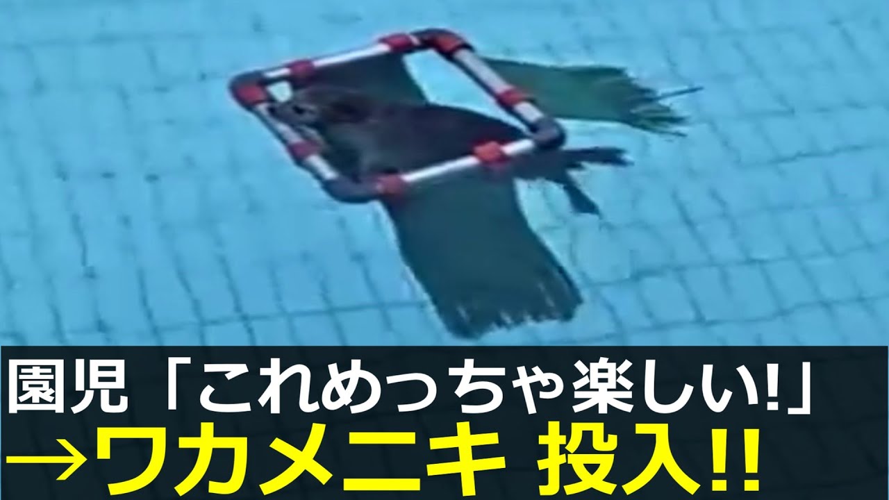 アザラシ幼稚園、ワカメニキ投入で茶道部が癒されまくってしまう