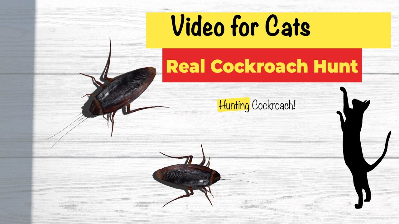 CAT GAMES - Cockroach Hunting Catching Cockroach☑️ 3D Cockroaches on Screen. Video for Cats.