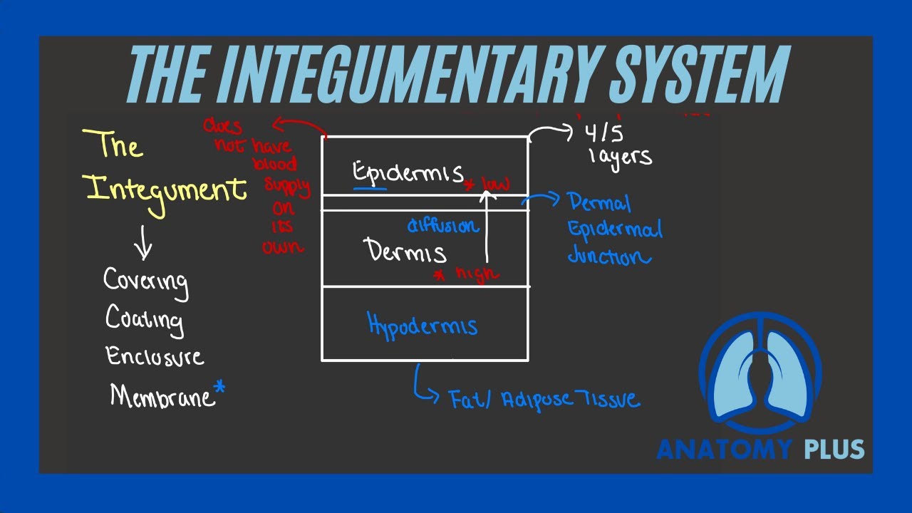 Integumentary Overview