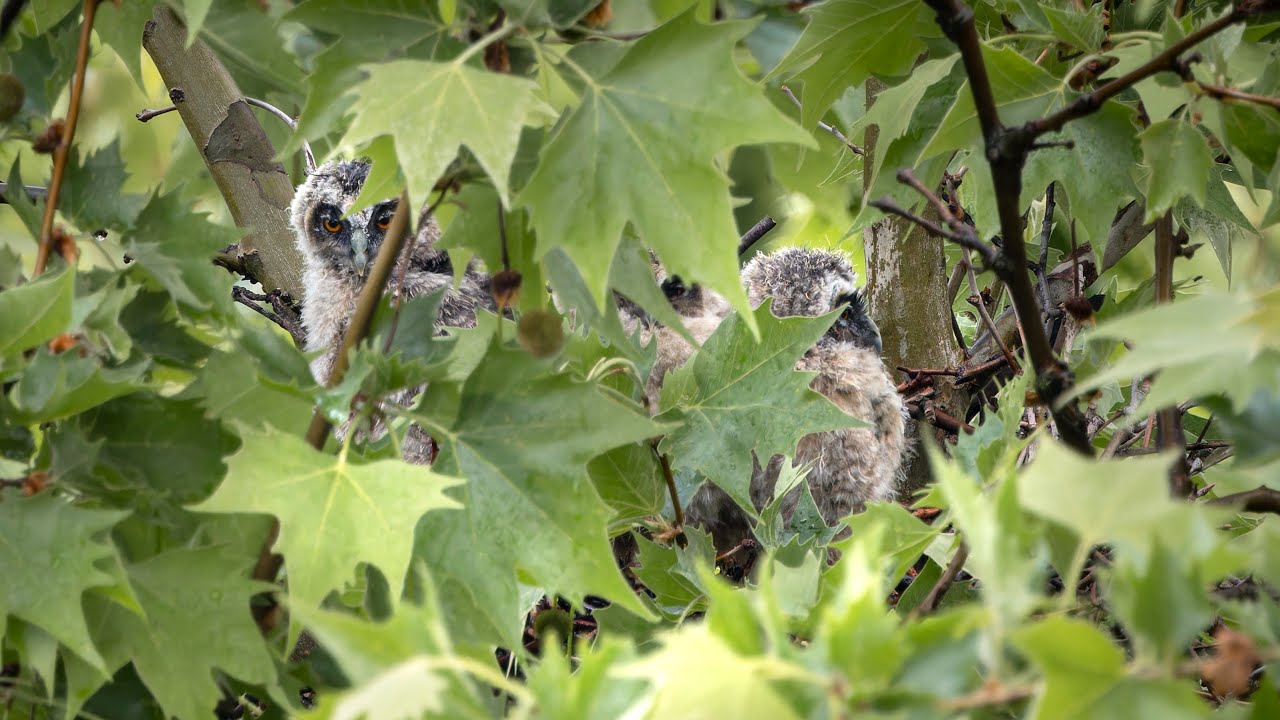 Long-eared owl chicks and a an adult who needs some me time.