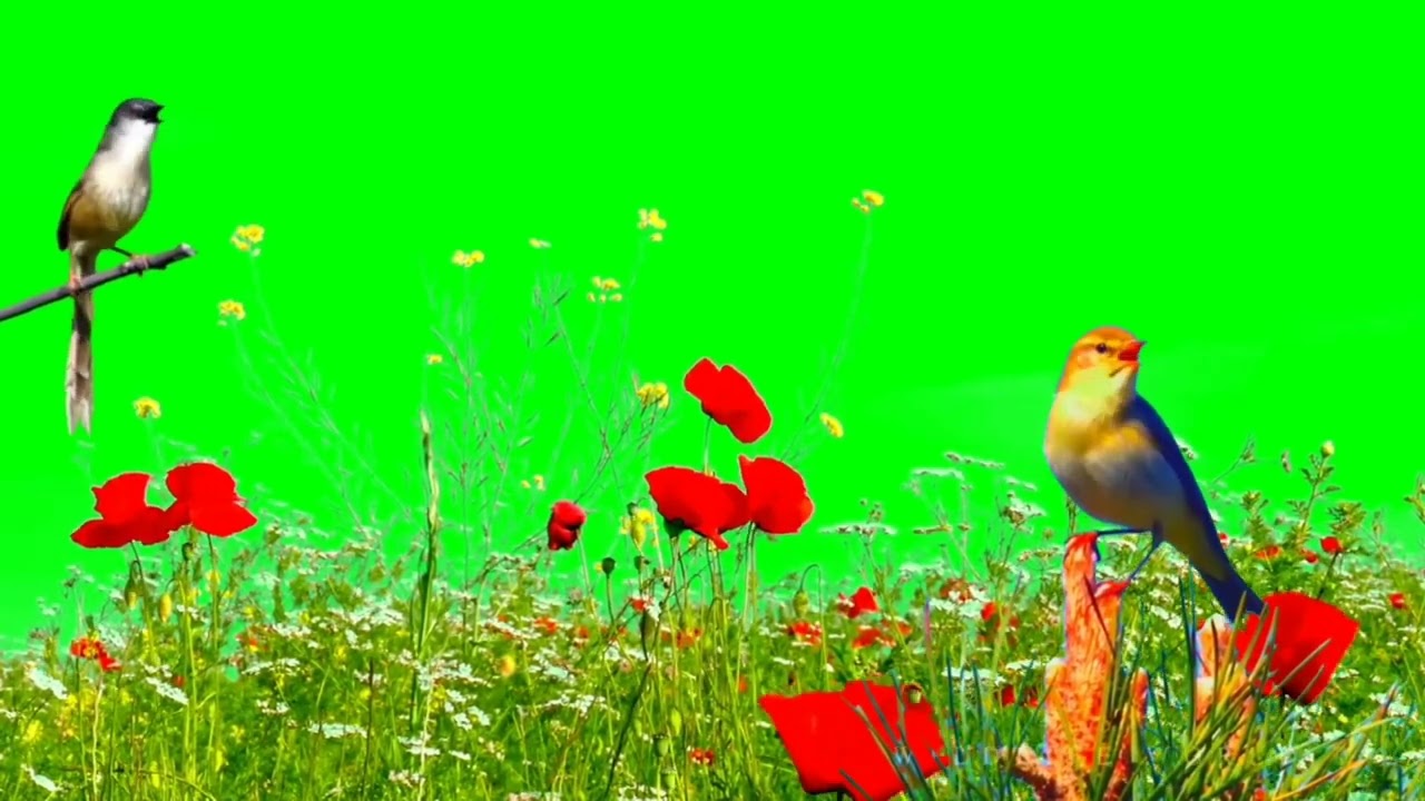 Beautiful nature green screen HD video | Bird Green Screen background video | #greenscreen