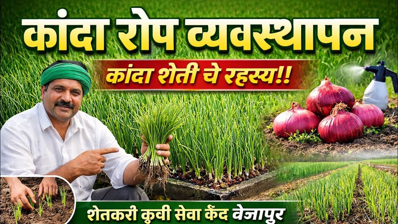 कांदा रोप व्यवस्थापन | 100% यशस्वी कांदा लागवड रहस्ये | Onion Nursery Management #उत्पादन वाढ#कांदा 
