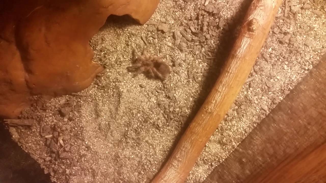 Holding my Rose Hair tarantula