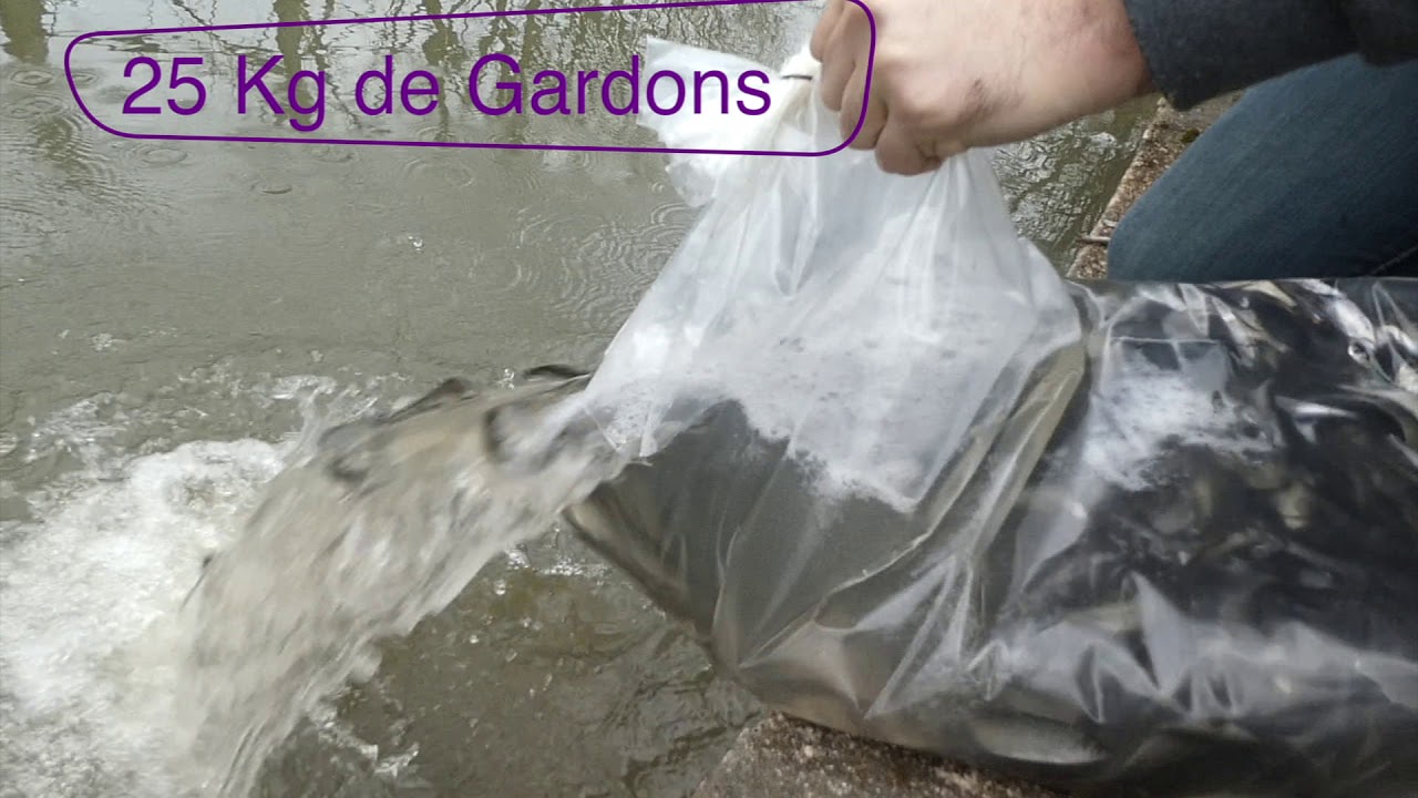 Empoissonnement de l'étang 2019