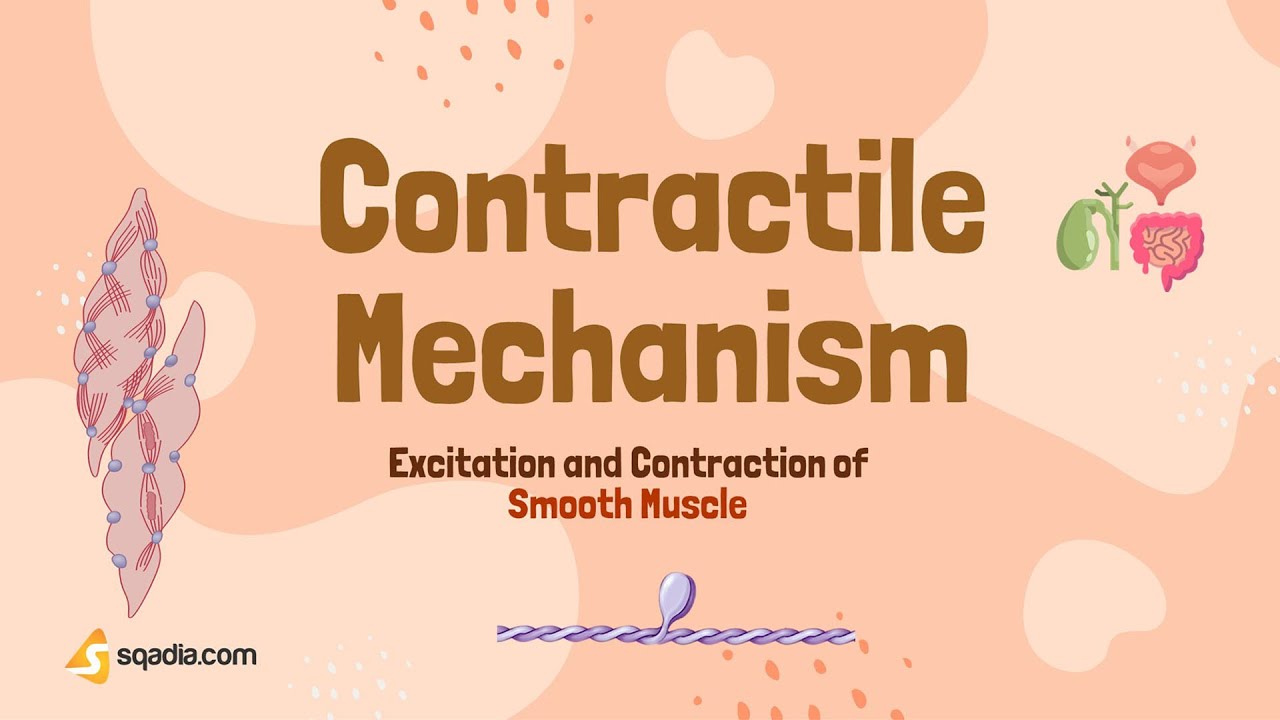 Excitation and Contraction of Smooth Muscle | Contractile Mechanism