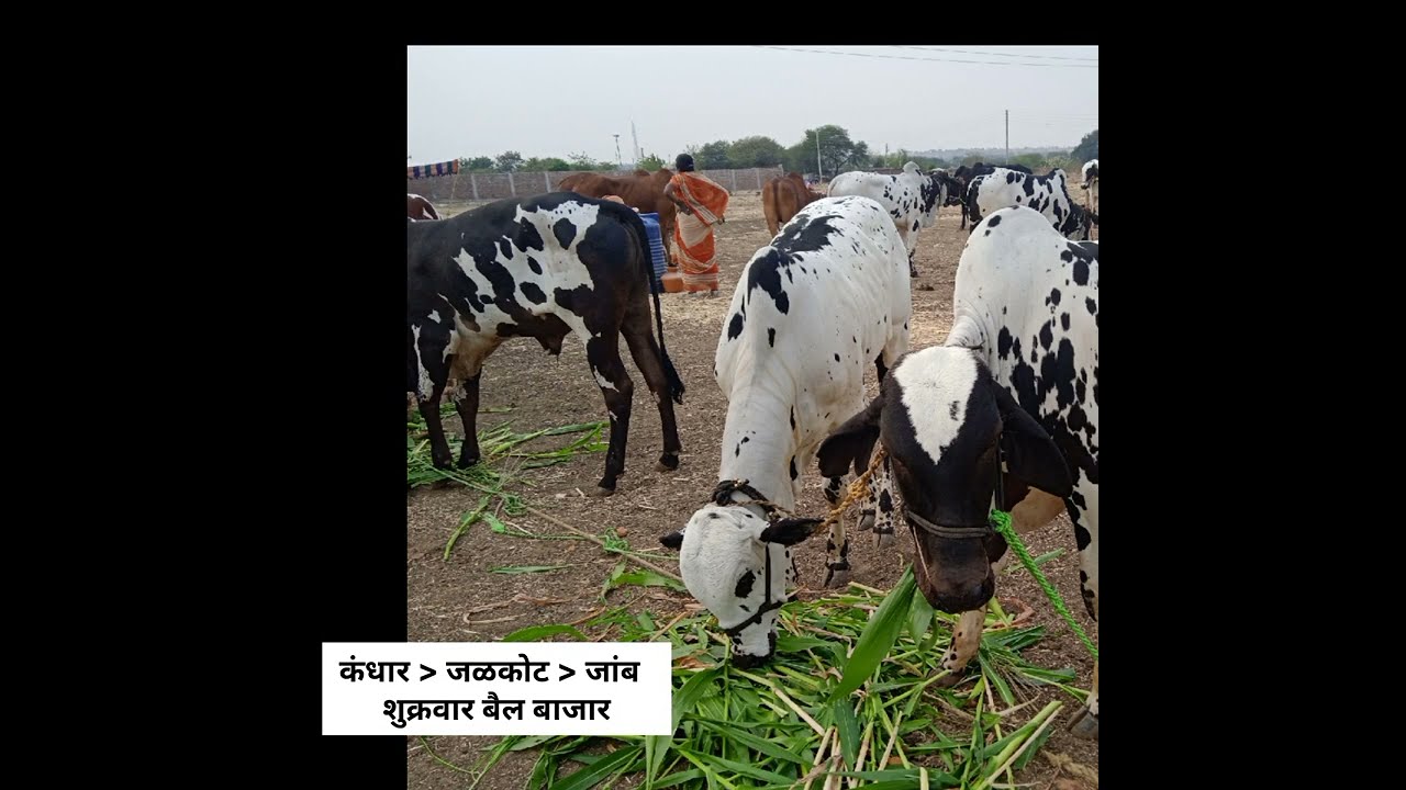 जांब (जळकोट) बैल बाजार। देवणी, लाल कंधारी गोर्हे।