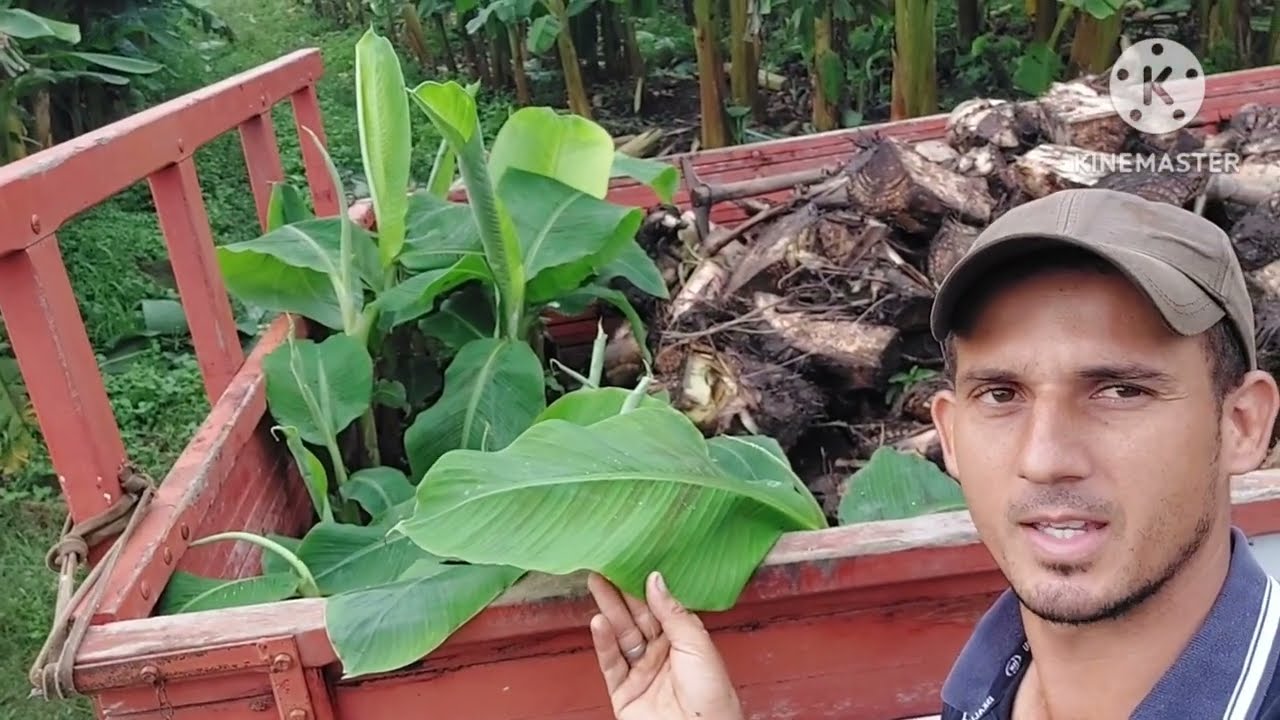 Plantando as mudas de banana BRS TERRA ANÃ veja as dificuldades do pequeno produtor.