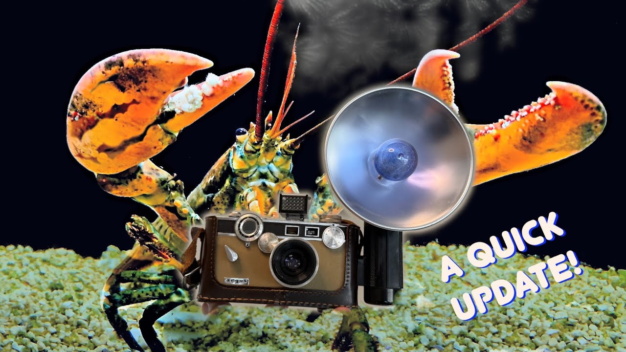 Lobsters Hate The Paparazzi  A quick update...