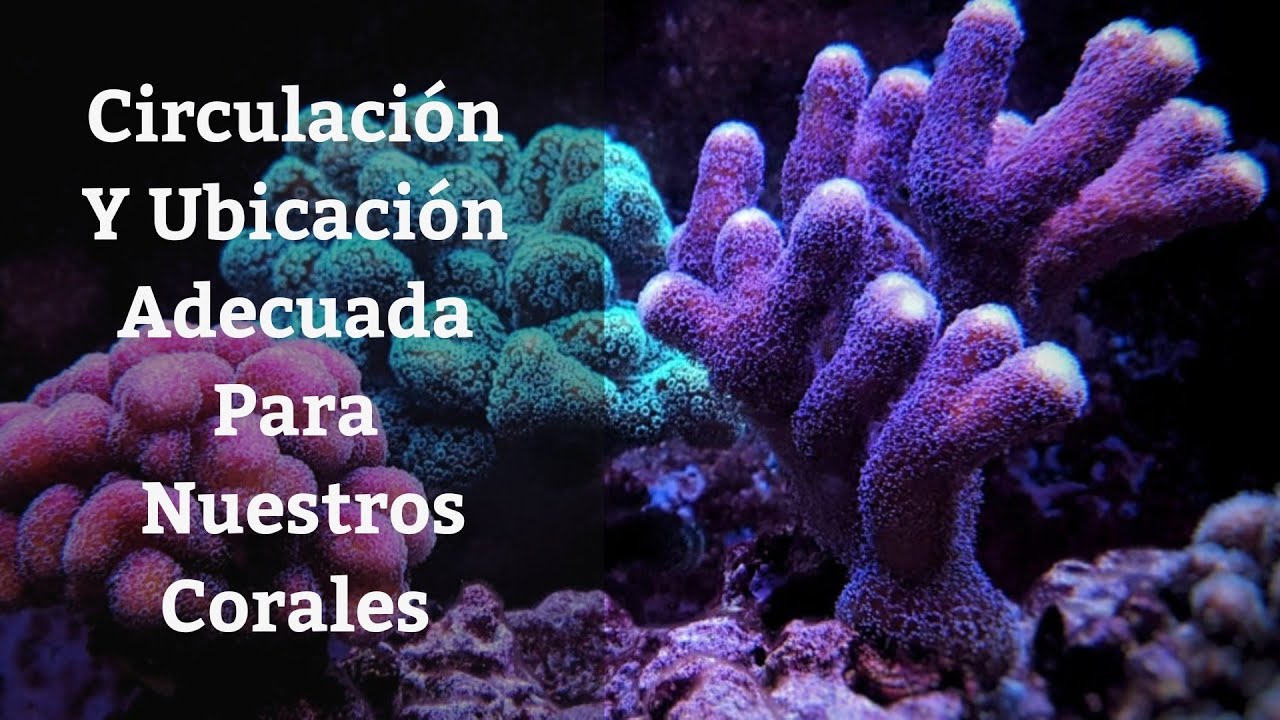 🔵 Circulacion Y Ubicación Adecuada Para Nuestros Corales De Acuario Marino (Acuarios MB)