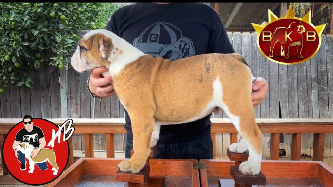 Enseñando a posar, BULLDOG INGLES, parte II