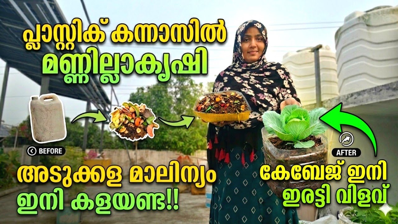 💯%വിജയം!കന്നാസും അടുക്കളമാലിന്യവും കൊണ്ട് സീറോ കോസ്റ്റ് കേബേജ് കൃഷി|Home garden ideas|MasterMidha