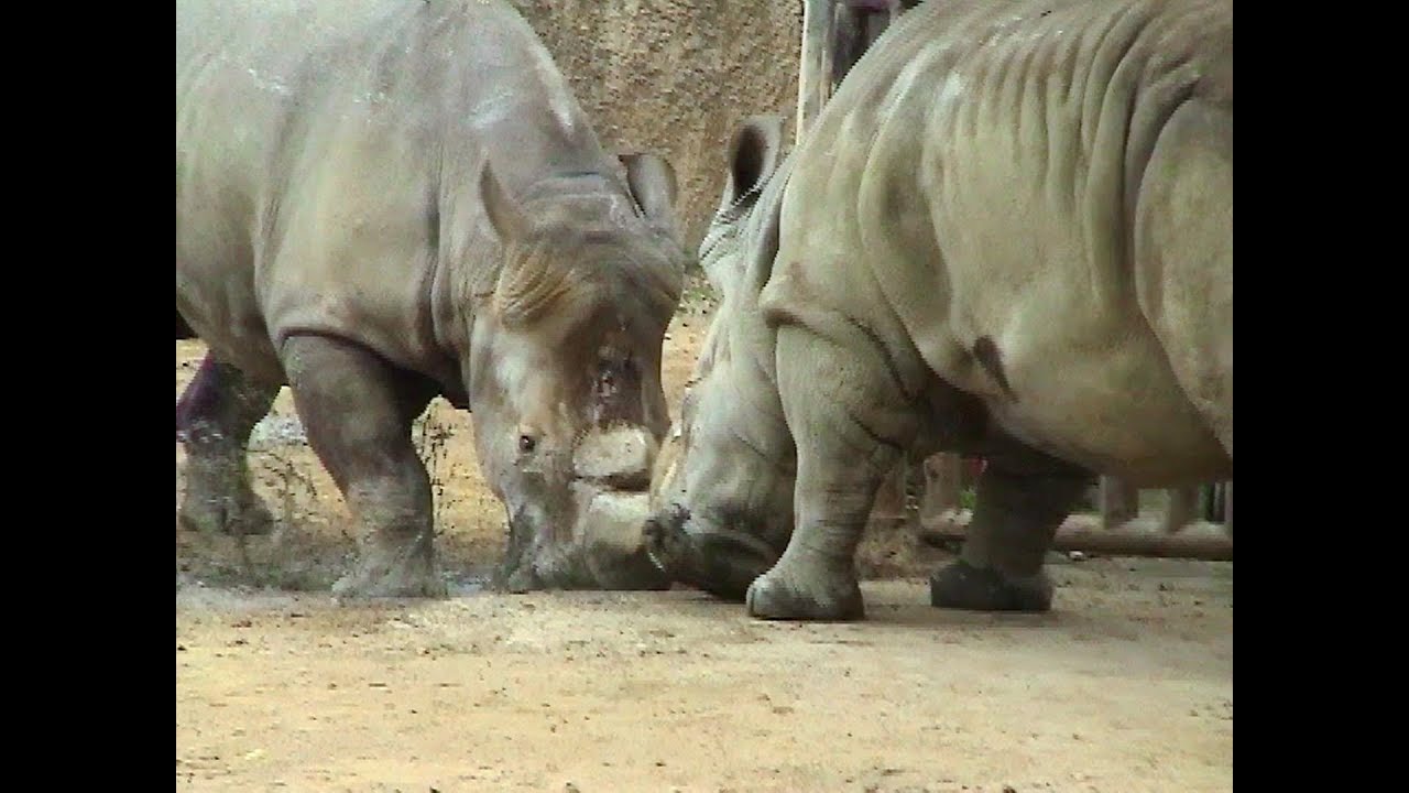【シロサイ】角の突き合い - 王子動物園（2008）White rhinoceros