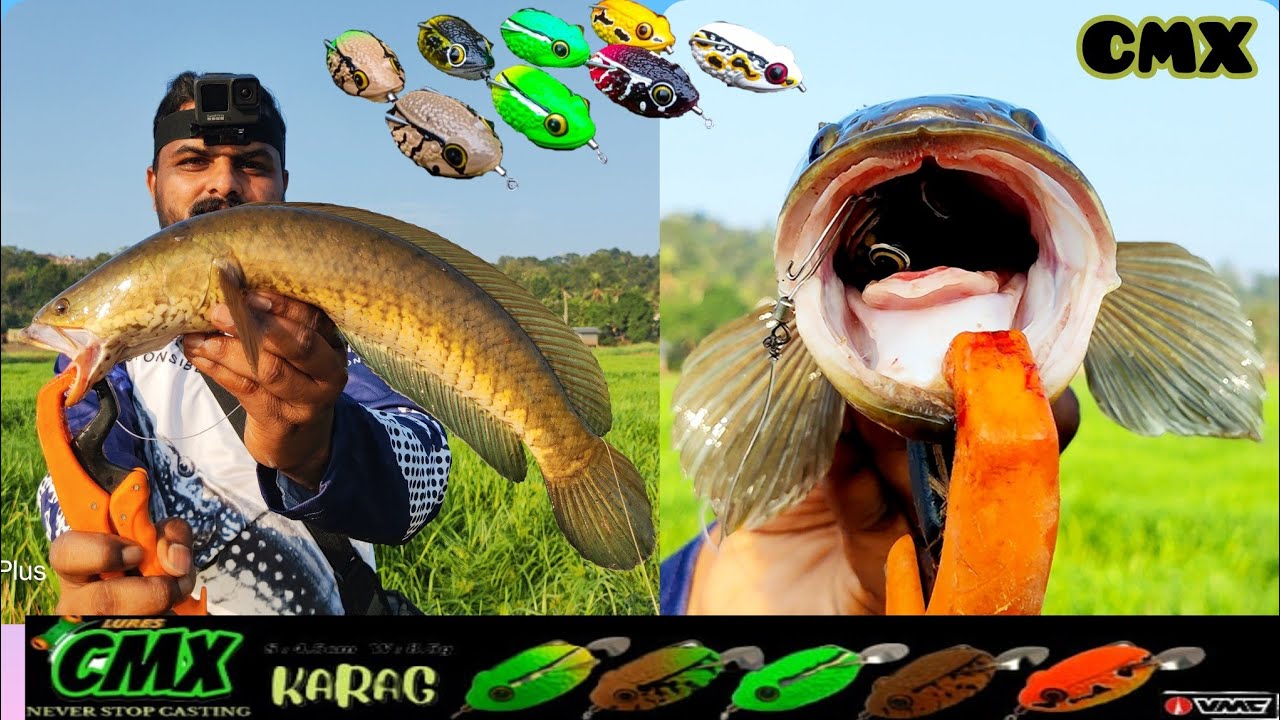 ഈ ഫ്രോഗുണ്ടേൽ വരാൽ പറന്നടിക്കും🥰| CMX Handmade Frog Lure | Snakehead Fishing Videos Kerala Malayalam