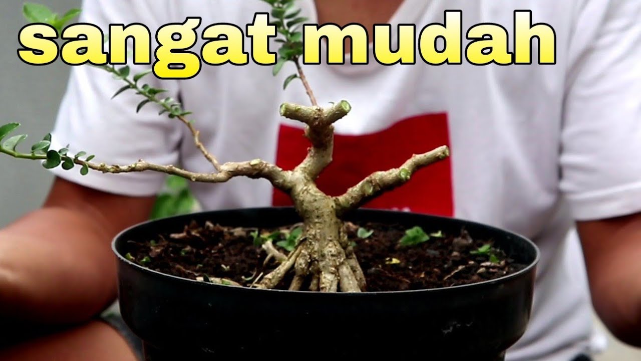Belajar Membuat Gerak Dasar Dengan Cepat Dan Mudah