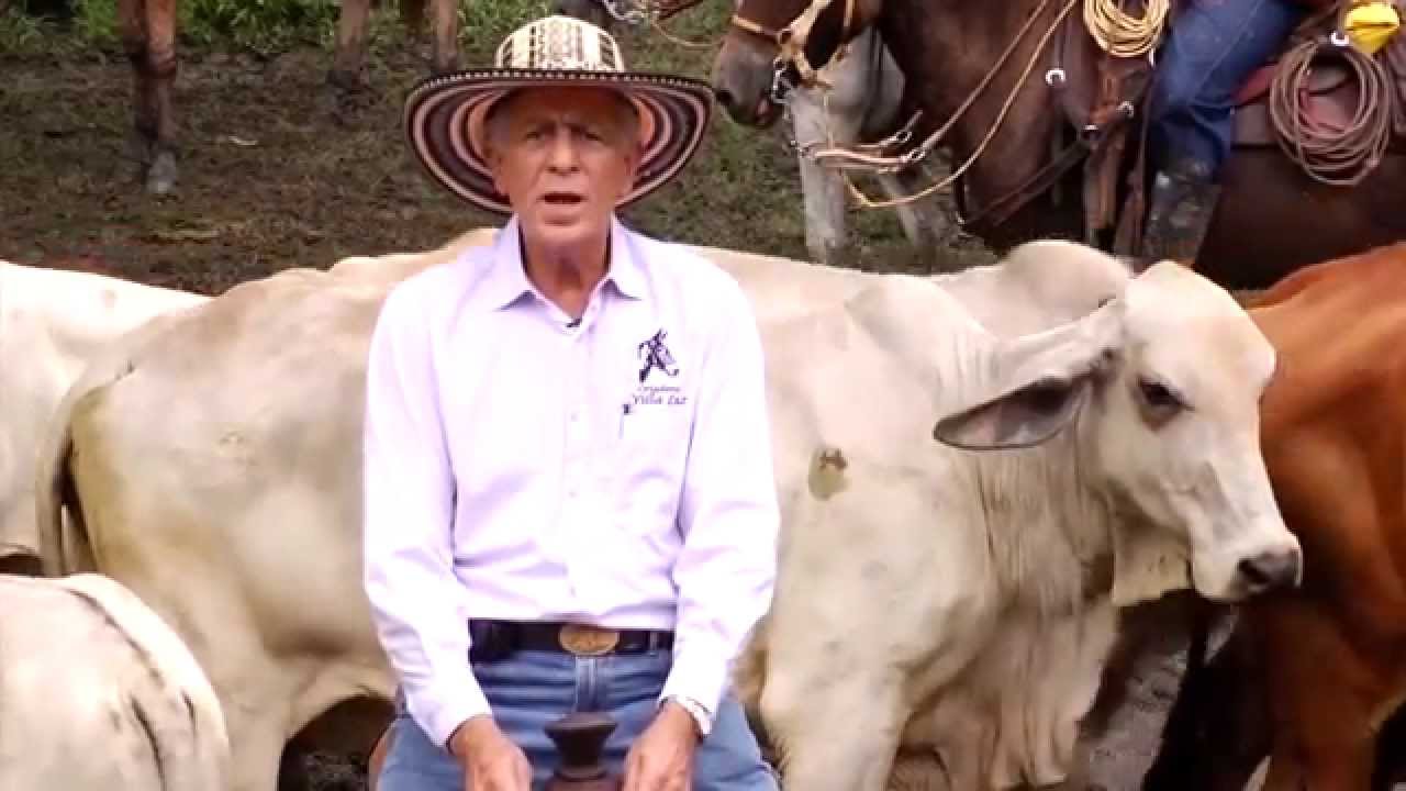A Lomo de Mula 12. MULAS DE VAQUERIA Por OVIDIO OSORIO