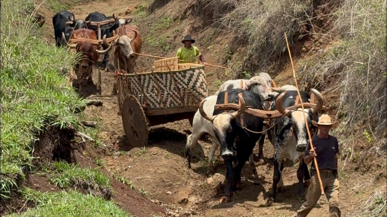 LEVANDO ADUBO PRA RO&Ccedil;A NO CARRO DE BOI