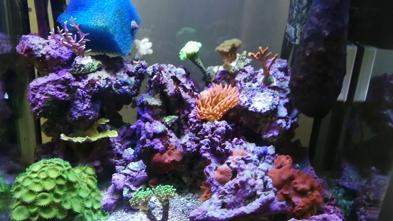 aqua-microfaune.    description ⬇️