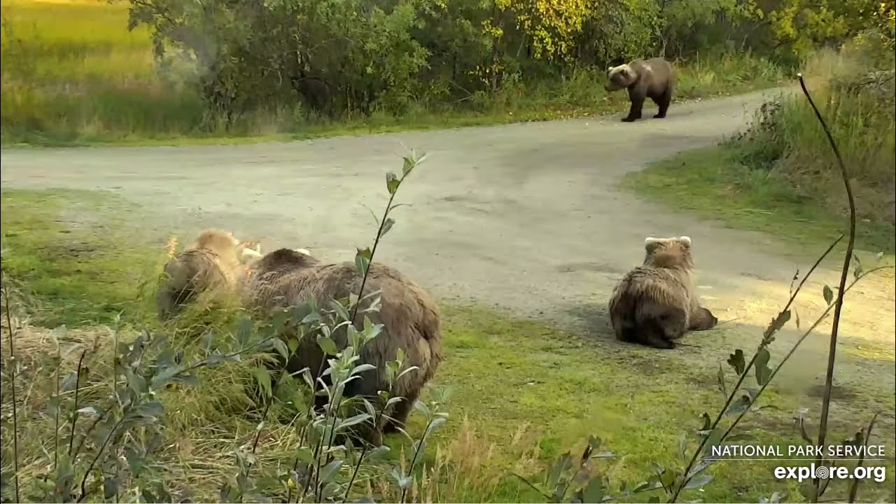 128 Grazer and Her Yearlings - September 19, 2021 (explore.org)