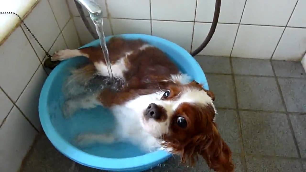 お風呂好きなキャバリア！ （Cavalier King Charles Spaniel）