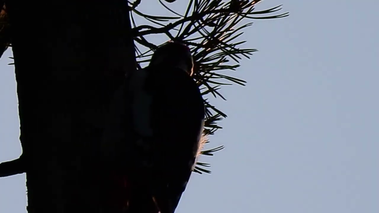 Woodpecker  in de boom